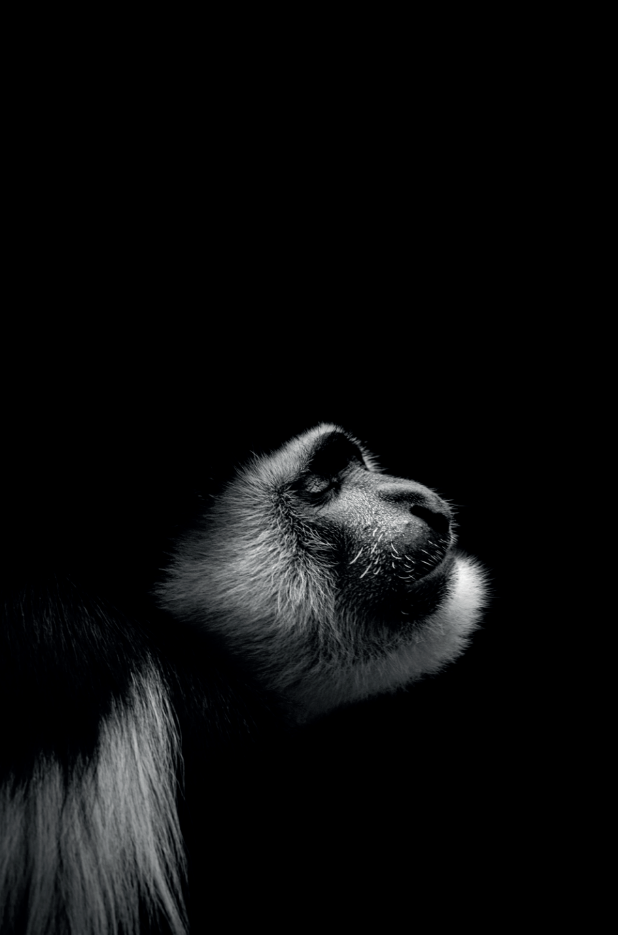 screenshot2019-01-31at11.03.53